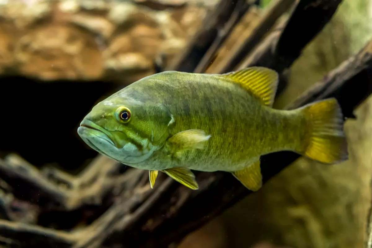 Smallmouth bass. Photo by Brett Billings, U.S. Fish & Wildlife Service